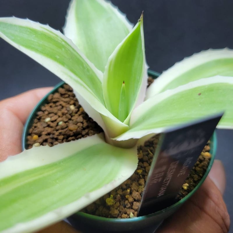 雪月花 agave desmettiana 雪月花④ | カトーエンゲー