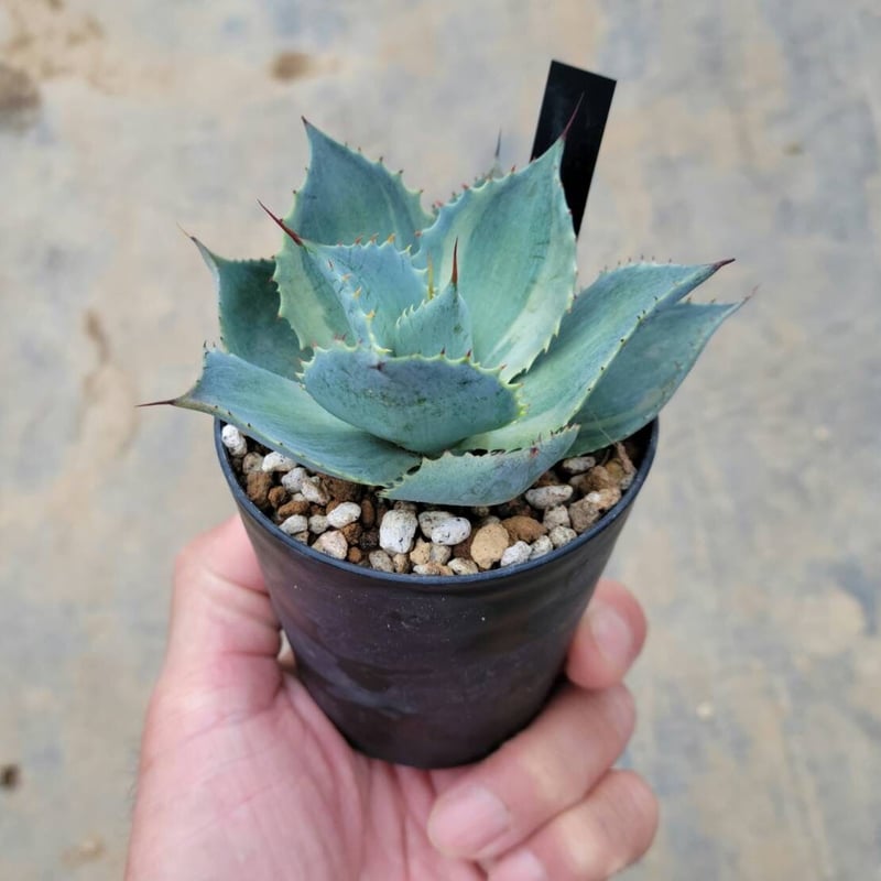 アガベ ポタトラム トレードウィンズ | カトーエンゲー