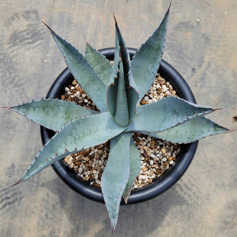 【現品】アガベ・シルバーサーファー　10号　TR番 楽天市場】ロックガーデン・ドライガーデンにお勧め【現品・現物