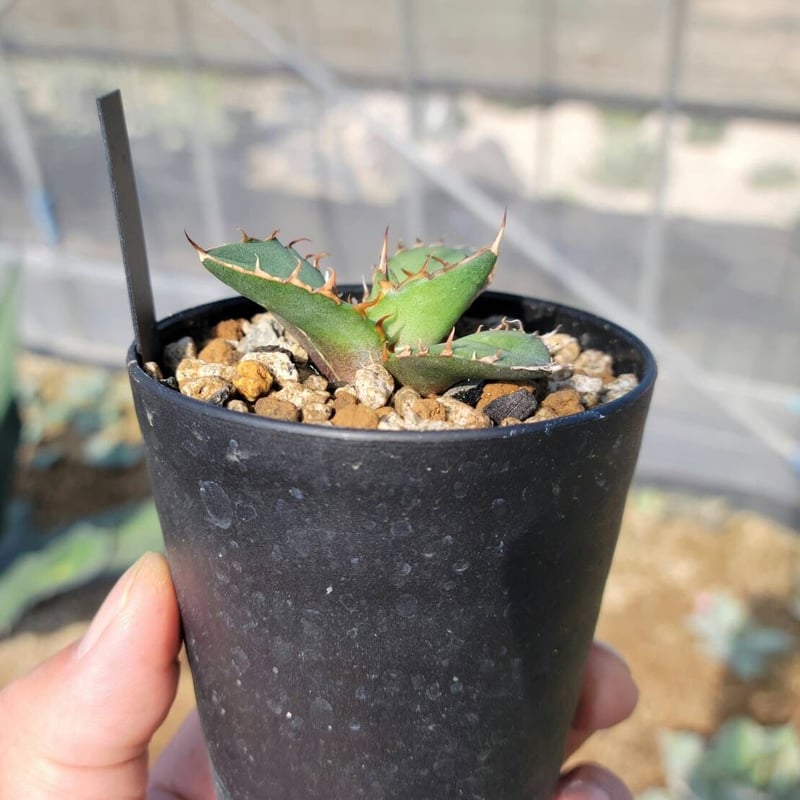 agave oteroi seedling | カトーエンゲー