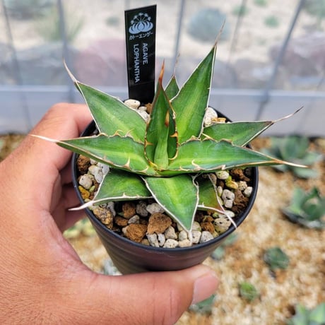 agave lophantha