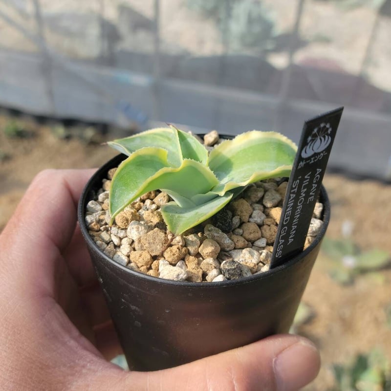 agave vilmoriniana stainedglass | カトーエンゲー