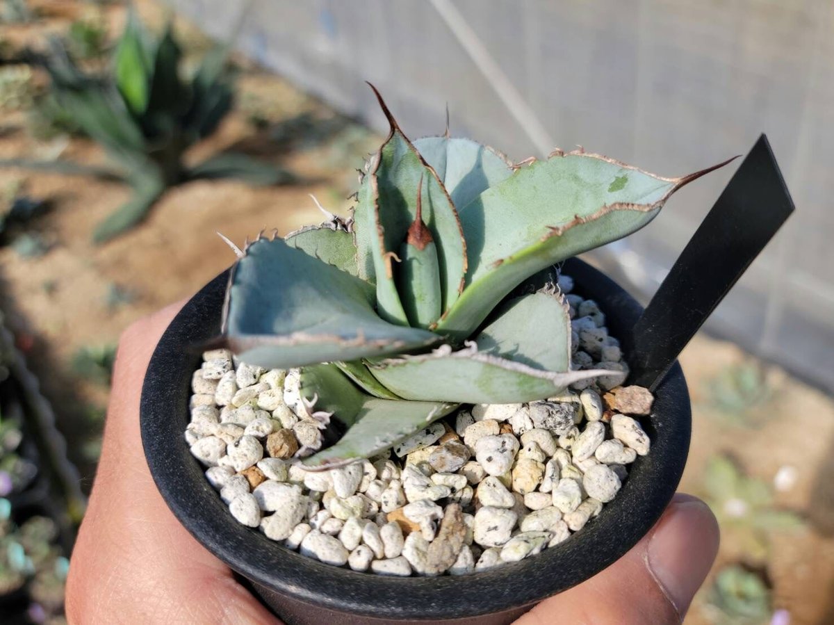 アガベ シュリベイマタペンシス 鉢付き アガベ シュリベイ