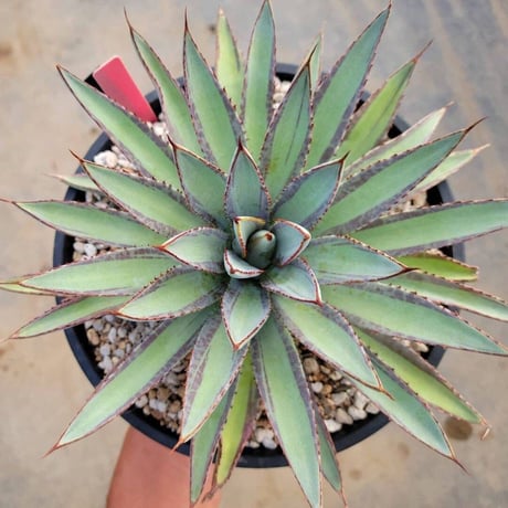 アガベ/マンガベ 色々セット　まとめ売り　入門セット マンガベ | STORES