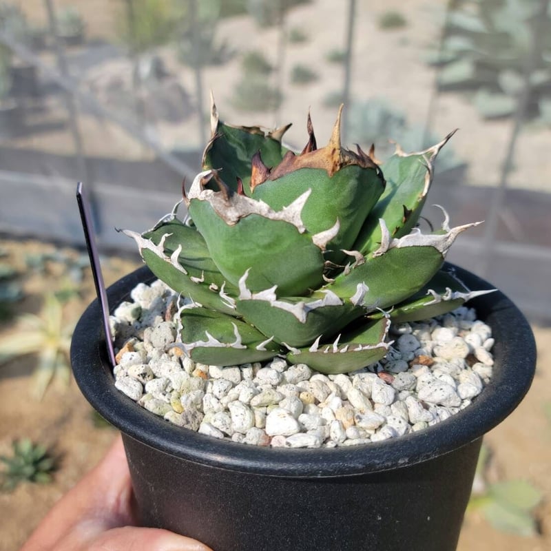 HIDDEN AGAVEジェレミー Creep　発根済タグ付き creep hidden agave ジェレミー 新種 子株 アガベ BEAST - メルカリ