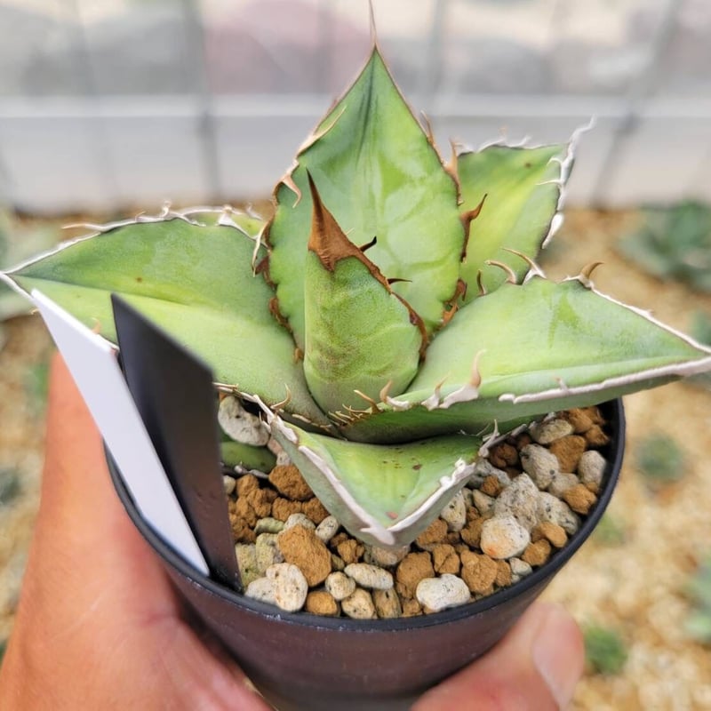 owzrt オズワートGecko Oteroi Satanic Agave owzrt オズワートGecko Oteroi Satanic Agaveセット - メルカリ