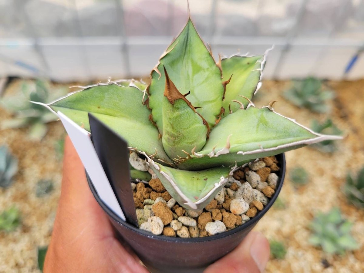 agave oteroi from oaxaca native seeds③ | カトーエンゲー