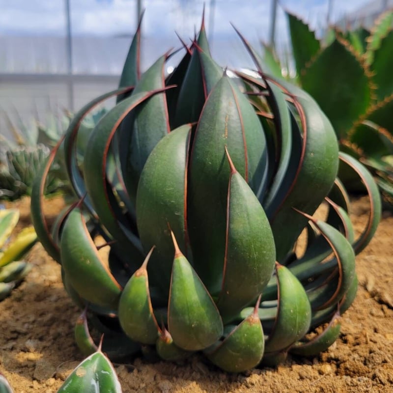 【専用】agave X仔株 種子] アガベ サブシンプレックス Agave subsimplex - SEEDSTOCK