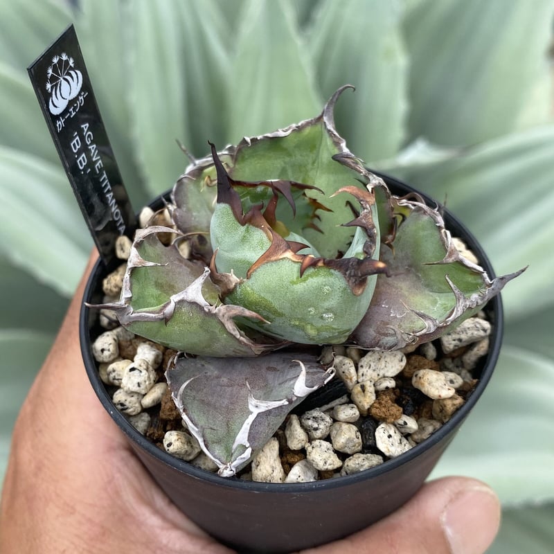 アガベチタノタ BB | カトーエンゲー