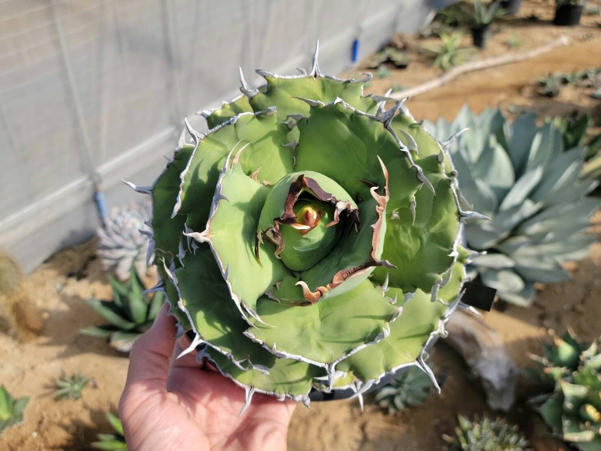 Agave titanota Compacta 観葉植物 趣 agave titanota fo-076 compacta G.G.③ | カトーエンゲー