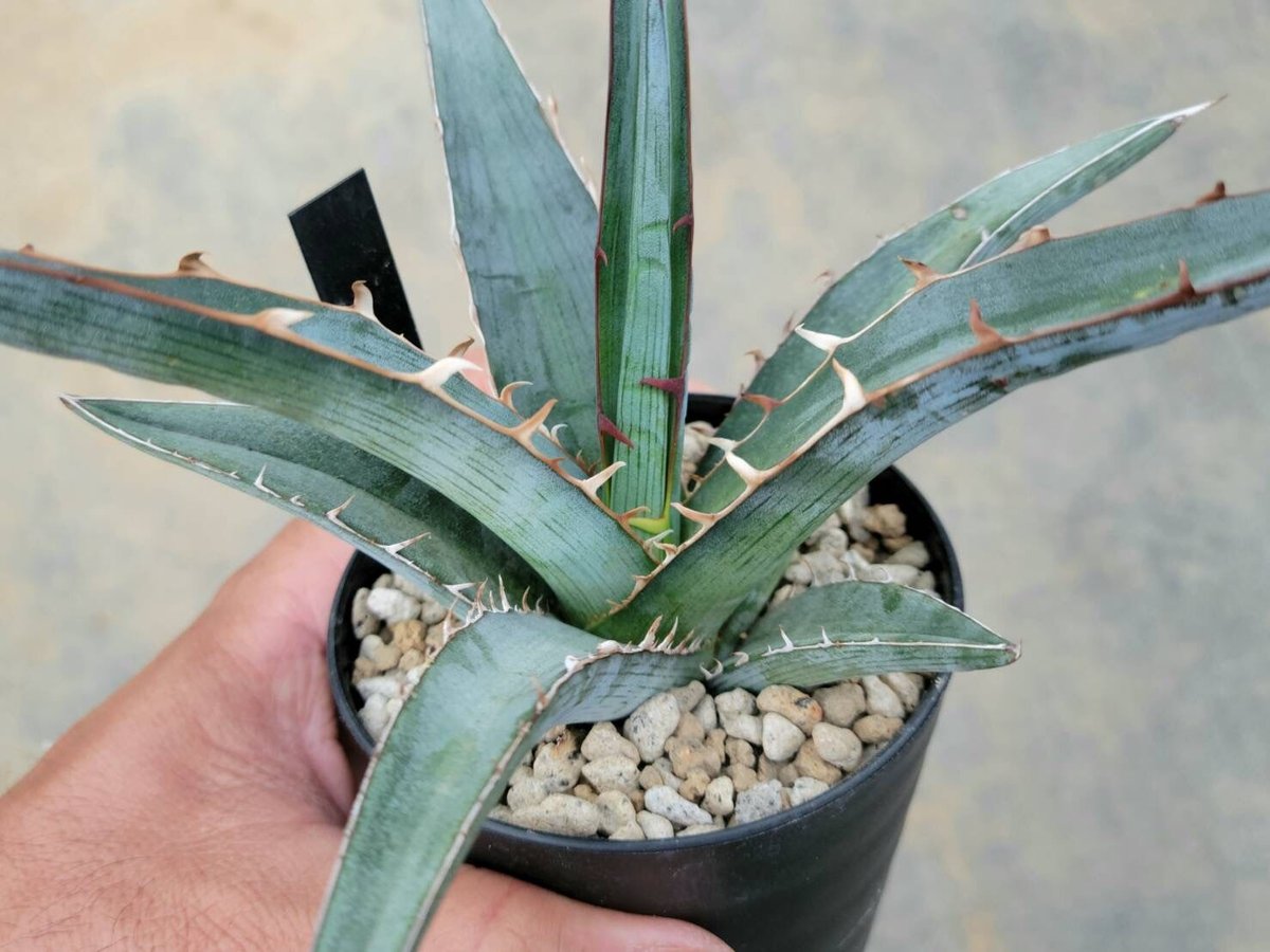 fit=scale-down,w=1200