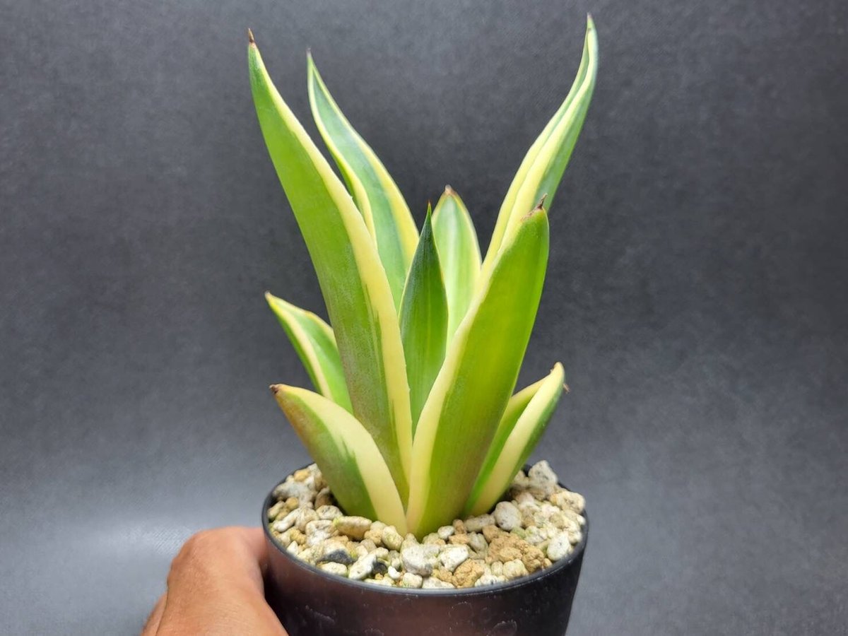 アガベ　ゴールドマージン　7号 マニア向け】アガベ・ゴールドマージン-002 7号セラート鉢 観葉