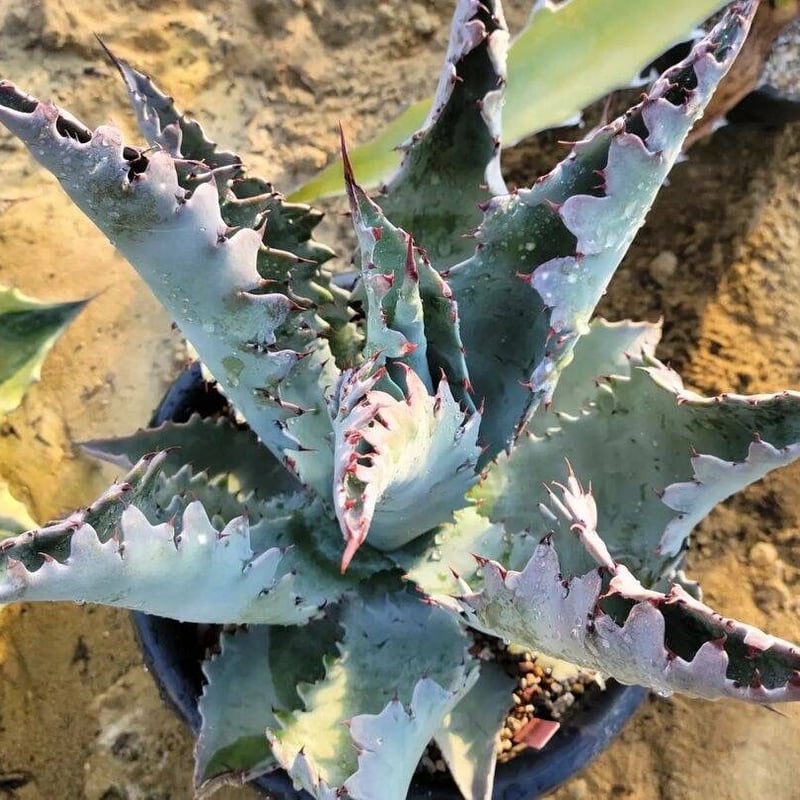 agave kristenii×potatorum | カトーエンゲー agave kristenii×potatorum | カトーエンゲー