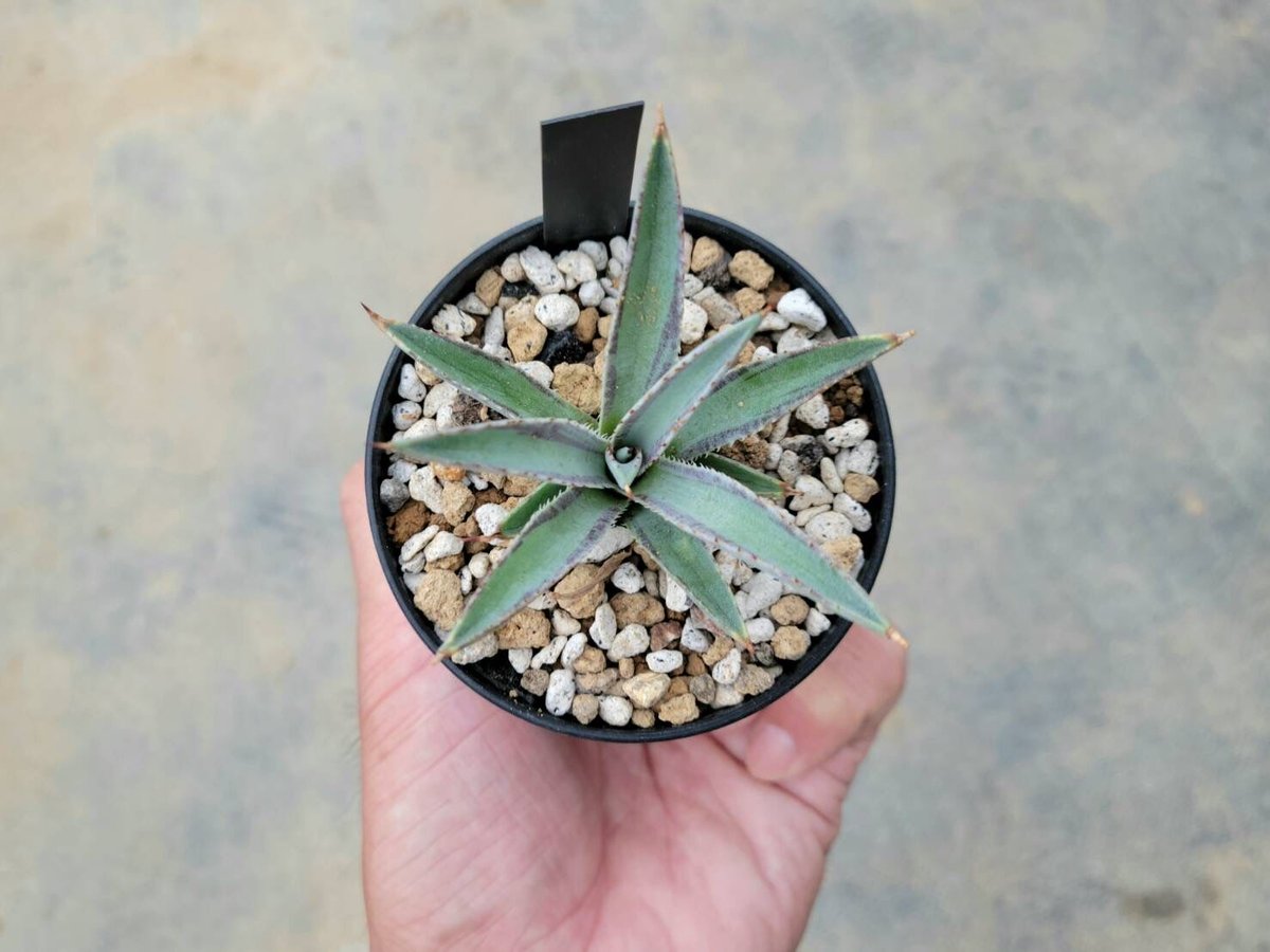 マンガベ ブラッドライン Blood Line 子株 マンガベ ブラッドライン Blood Line 子株