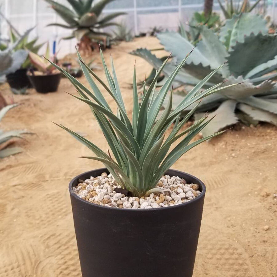 ユッカ ウィップレイ ssp. カエスピトーサ | カトーエンゲー