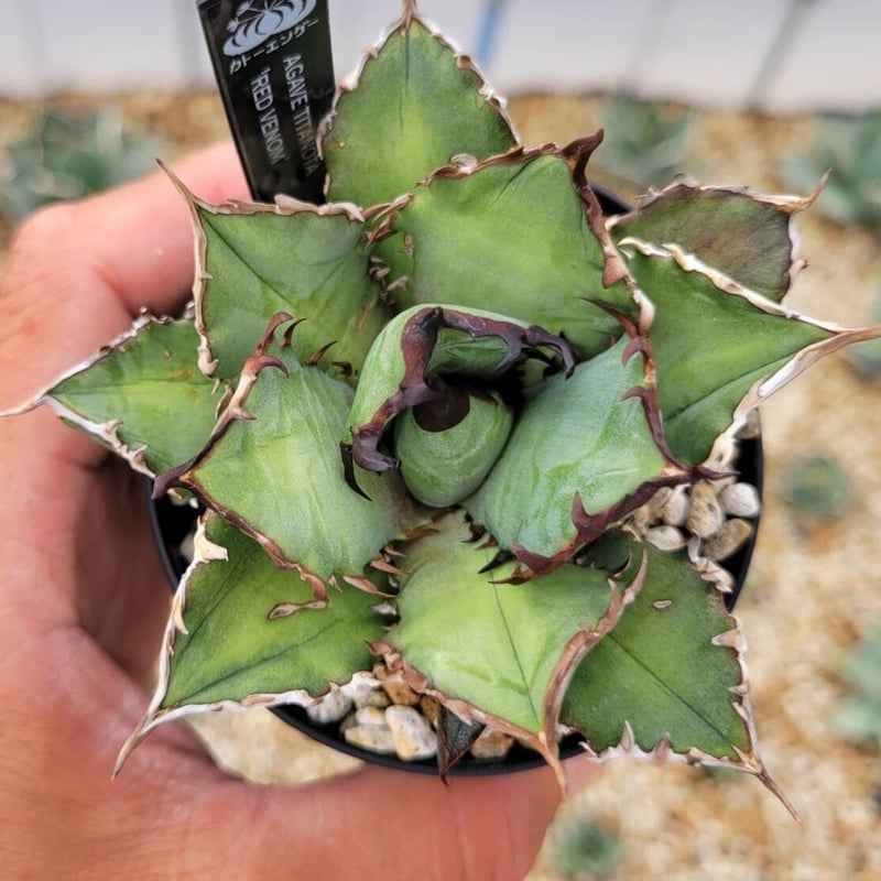 agave titanota 'red venom'子株付き | カトーエンゲー agave titanota 'red venom'子株付き | カトーエンゲー