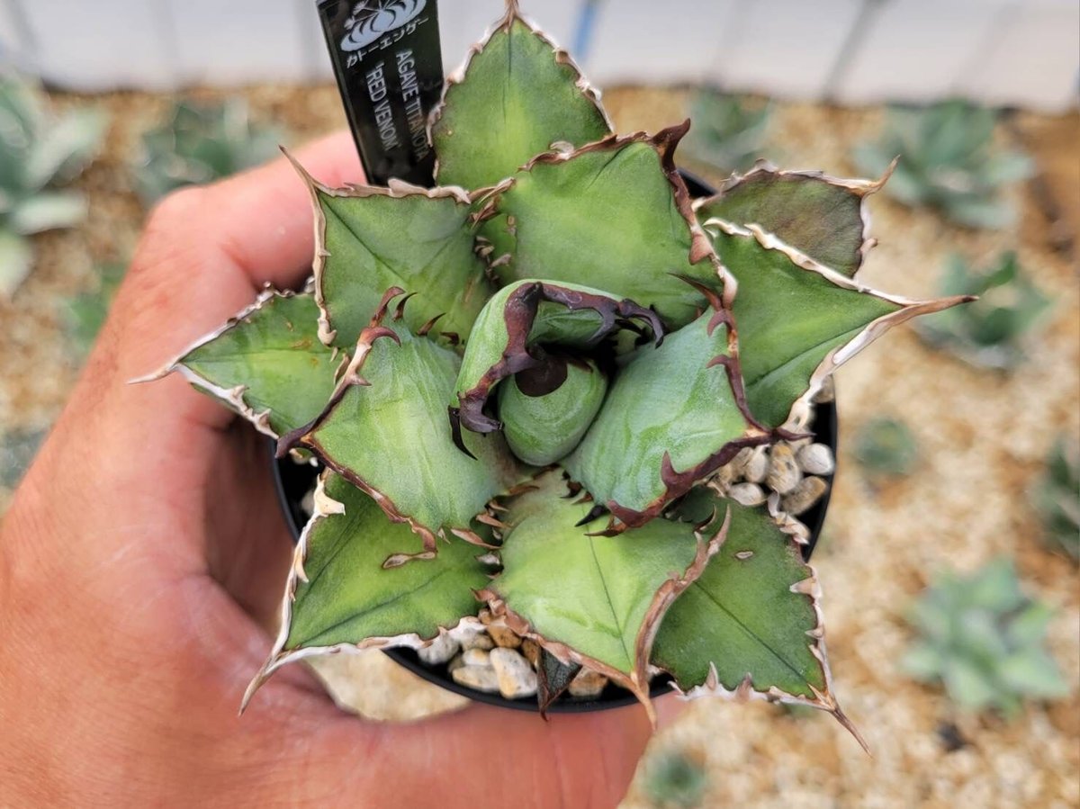 agave titanota ‘red venom’子株付き