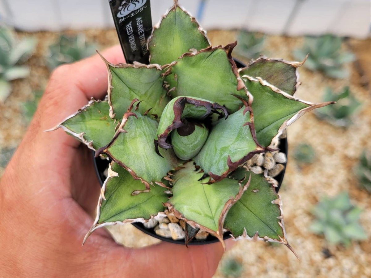 agave titanota 'red venom'子株付き | カトーエンゲー