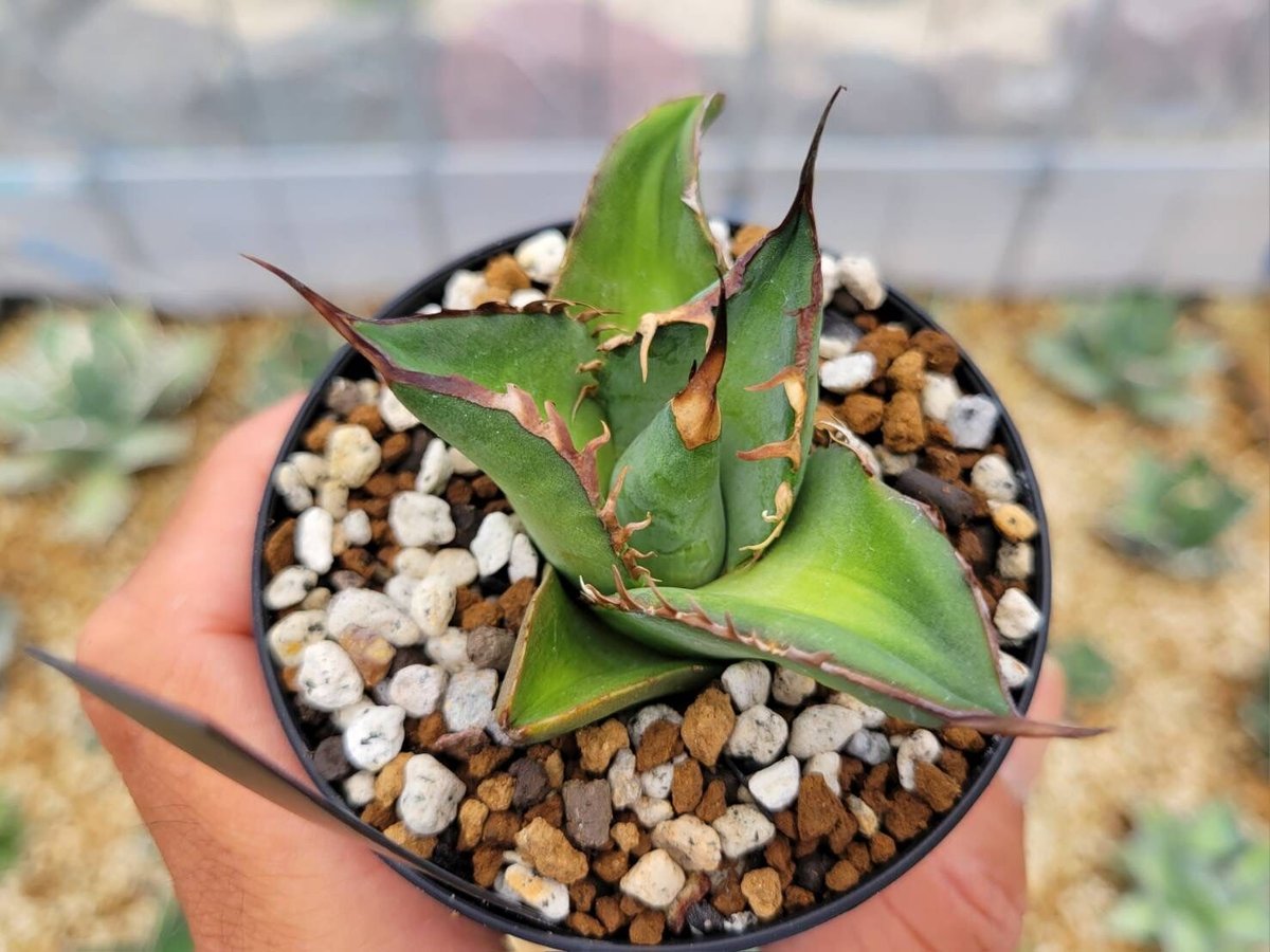 agave titanota 'spade' | カトーエンゲー