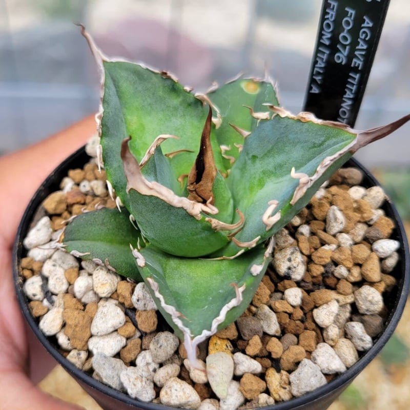 agave titanota fo-076 from italy A | カトーエンゲー