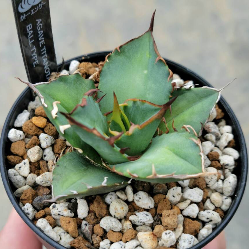 【超美株】アガベ　チタノタ　ボールタイプ agave titanota アガベ チタノタ ボールタイプ① | カトーエンゲー