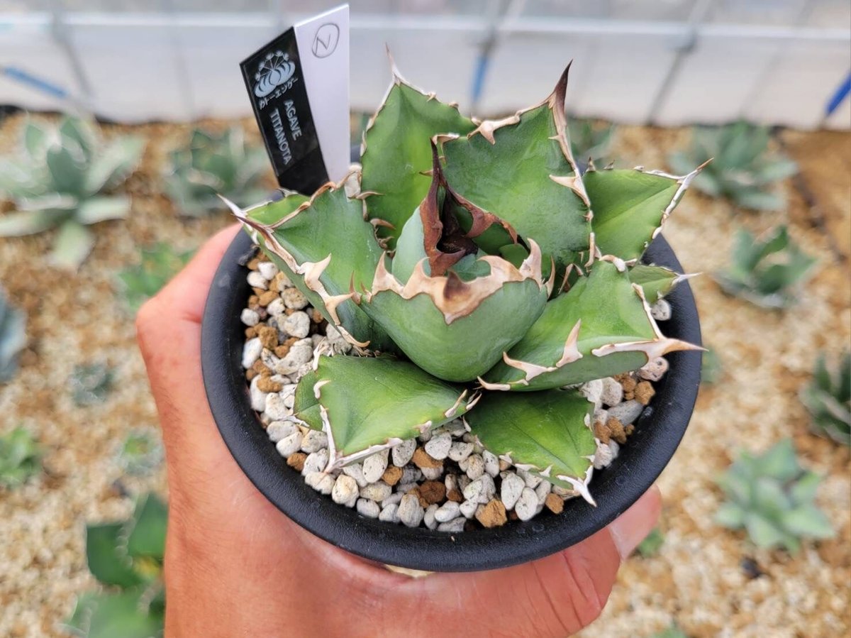 ②発根済み Hidden Agave titanota 'creep' ②発根済み Hidden Agave titanota 'creep' 発根済み Hidden Agave