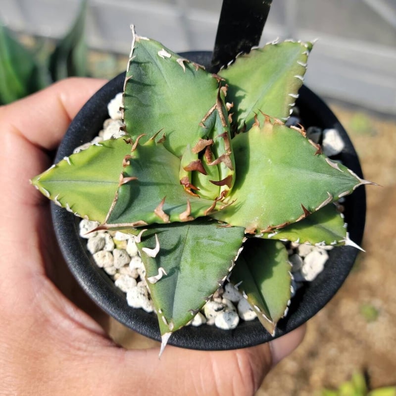 趣 agave titanota sunburst | カトーエンゲー