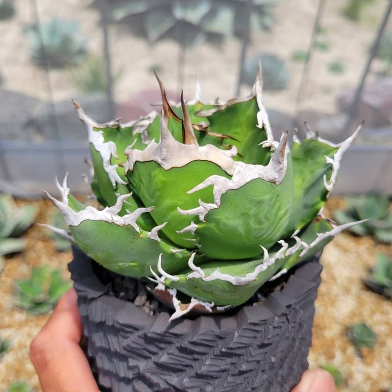 24個アガベチタノタFO-076‼️400*24 アガベ チタノタ FO-076 | HARENOHI-PLANTS