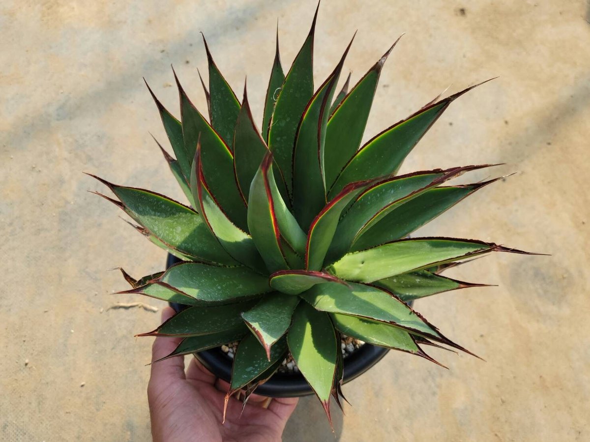 アガベ グリーングロー 3株 アガベ グリーングロー (Agae hybrid 