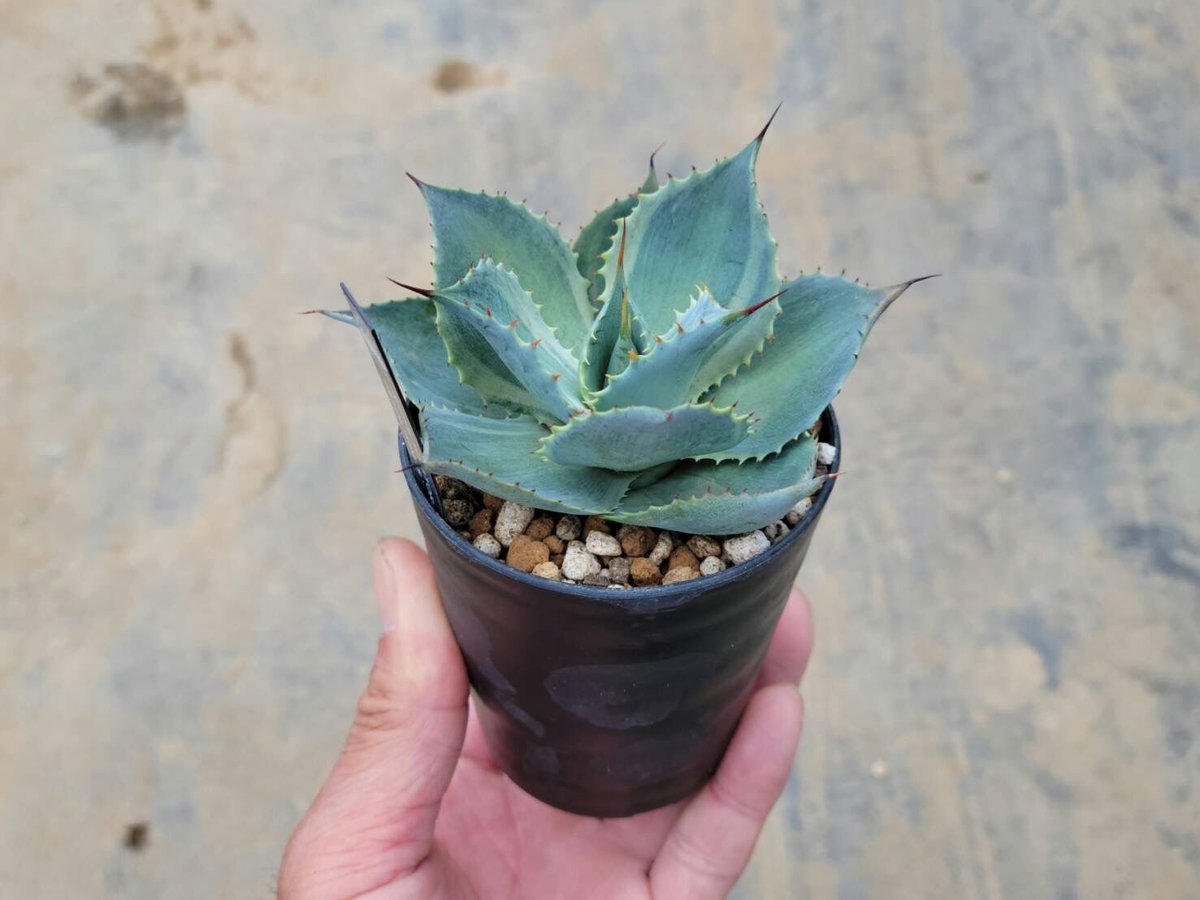 アガベトレードウィンズ 暗斑 アガベ』 【トレードウィンズ