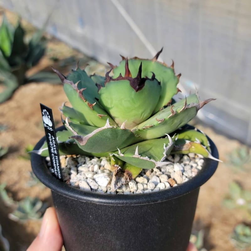 趣 agave titanota fo-076 compacta G.G.① | カトーエンゲー