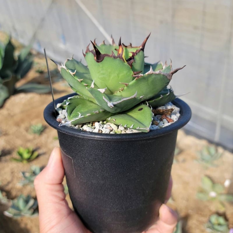 Agave titanota Compacta 観葉植物 アガベ チタノタ 'コンパクタ' Agave titanota 'Compacta' from