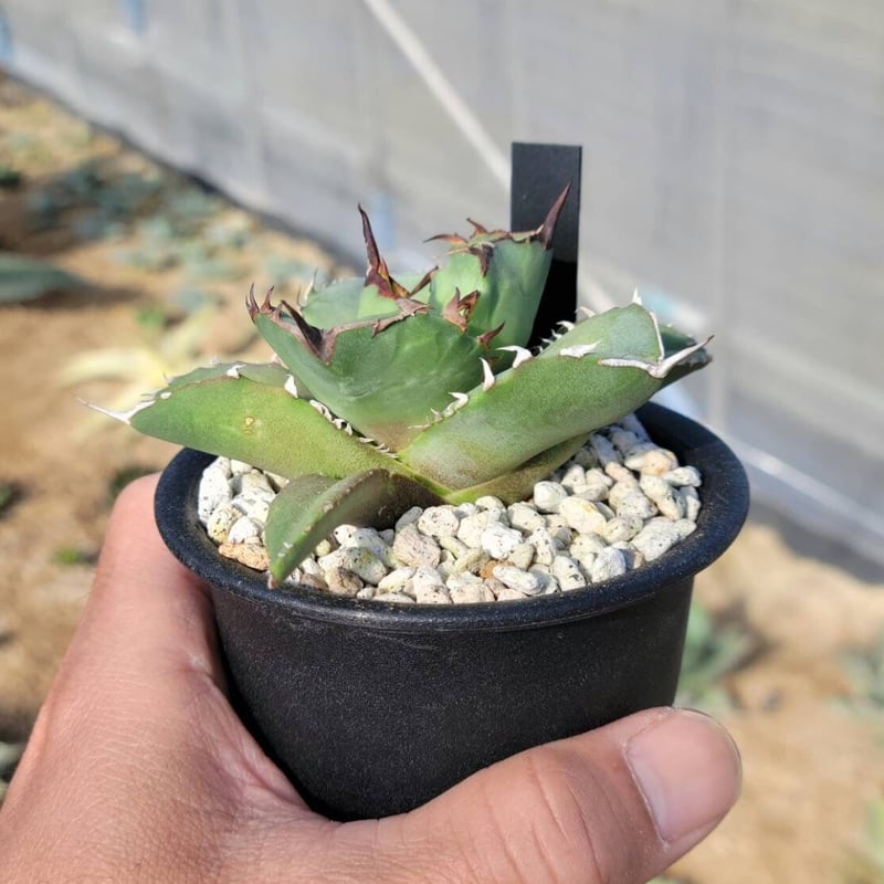 Agave titanota Compacta 観葉植物 backend=imagemagick;version=1;