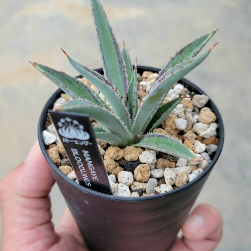 マンガベ ブラッドライン | カトーエンゲー