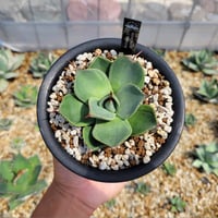 マンガベ　パープリシャス　ハイブリッド　アガベ マンガベ 'パープリシャス' 最近メキメキ本調子な感じで目がいく