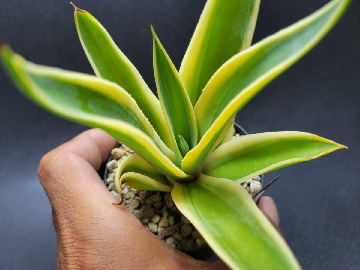 アガベ マクロアカンサ ゴールデンフィンガー 'Golden finger' agave