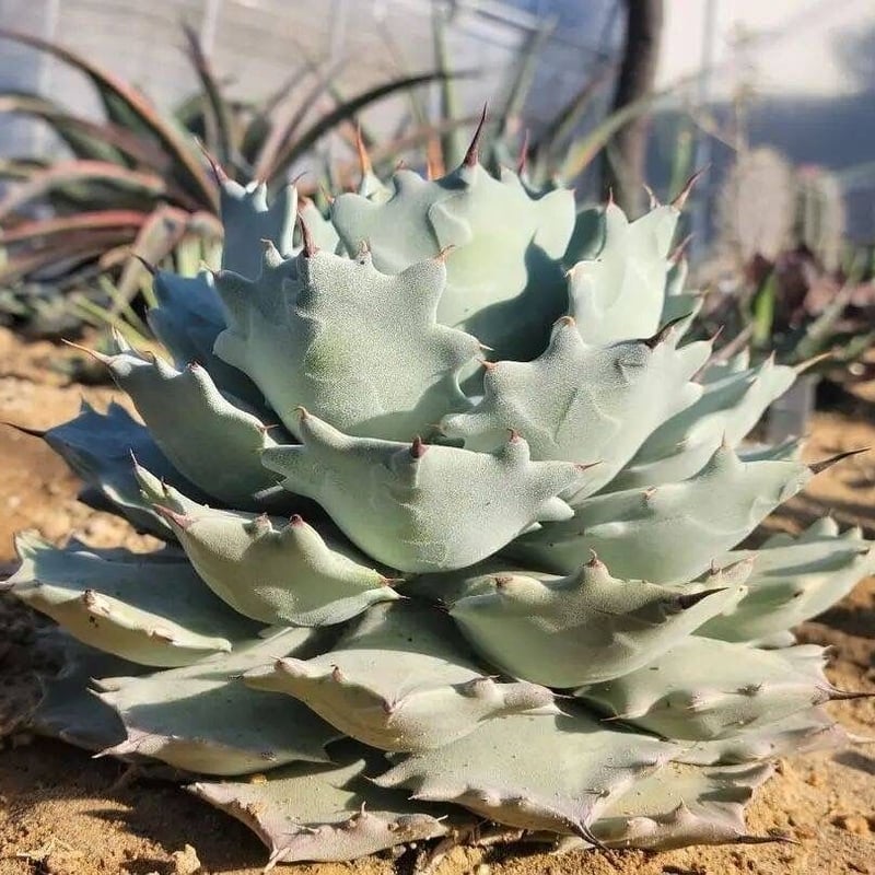 agave isthmensis inland form | カトーエンゲー