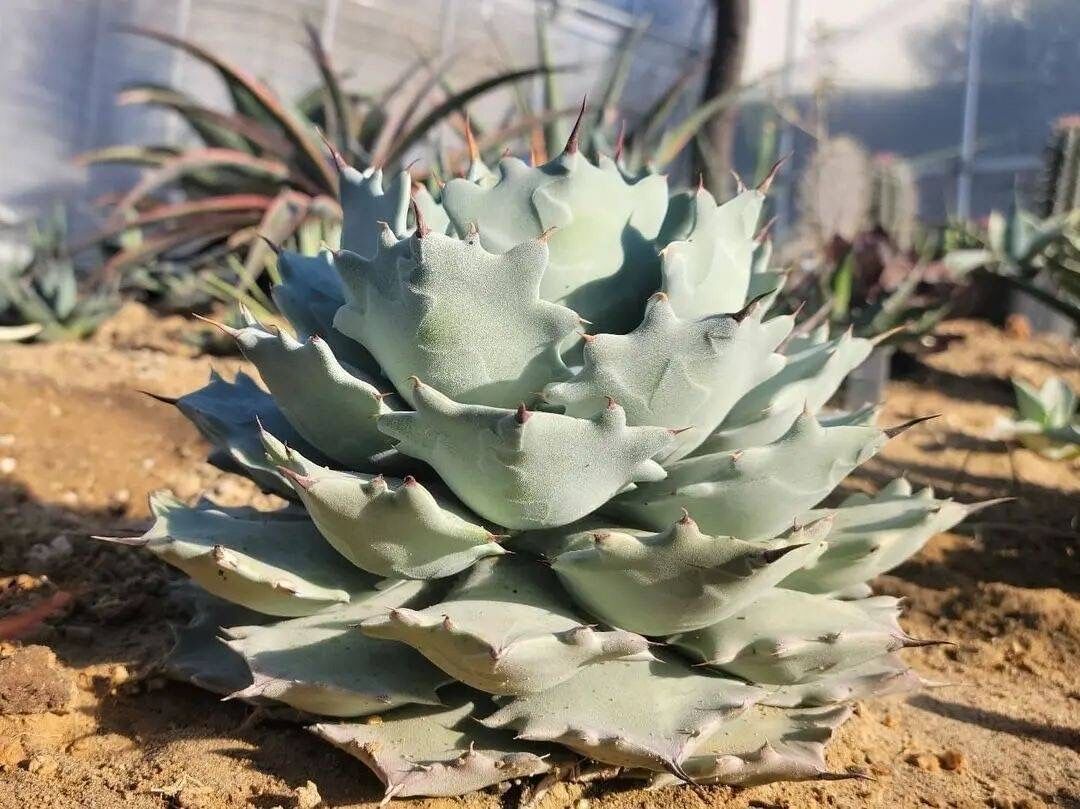 agave isthmensis inland form | カトーエンゲー