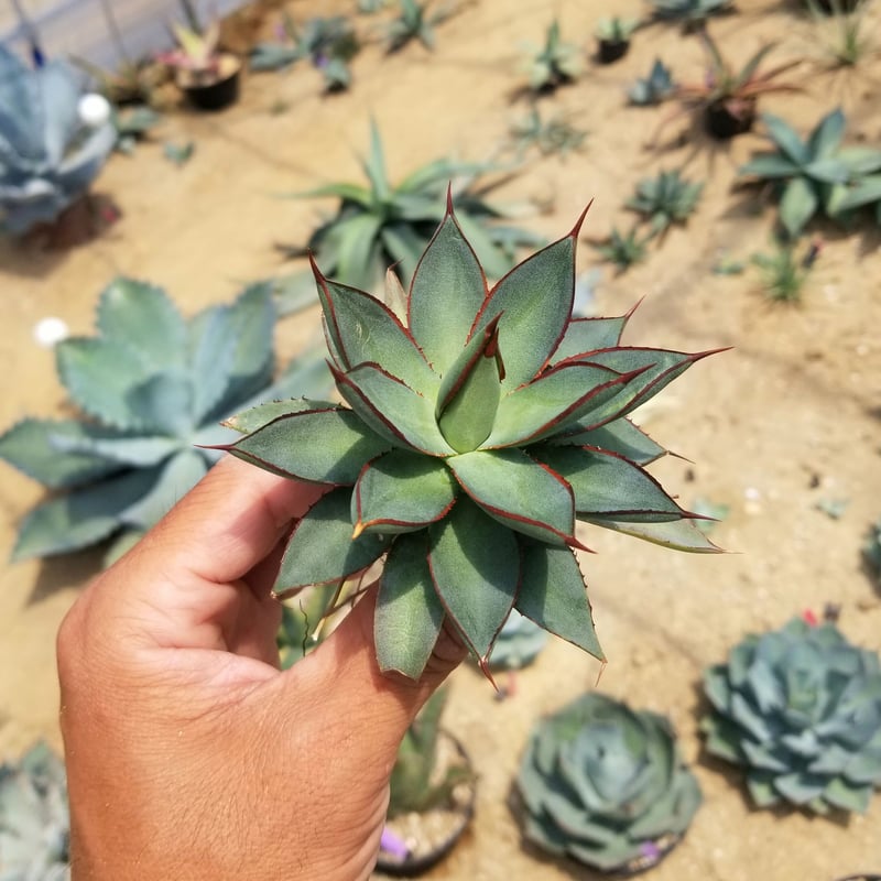 アガベ バーントバーガンディ | カトーエンゲー