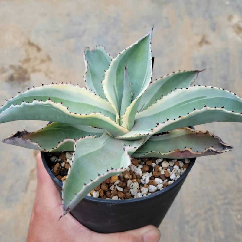 アガベ ジプソフィラ アイボリーカール | カトーエンゲー