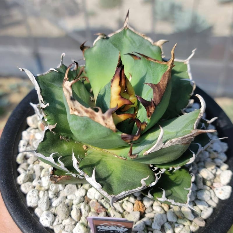 ジェレミーさんとこの　スポーン　HIDDEN AGAVE 楽しみなジェレミー株🤙 #agave_farm_hayama #agave x #whitefang