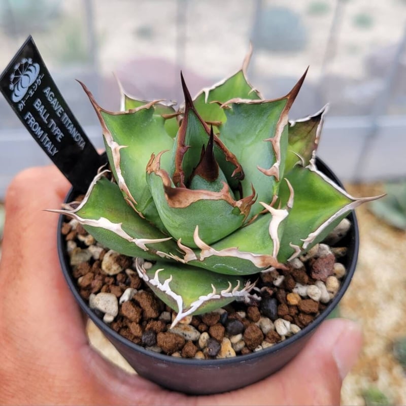 agave titanota ball type from italy | カトーエンゲー