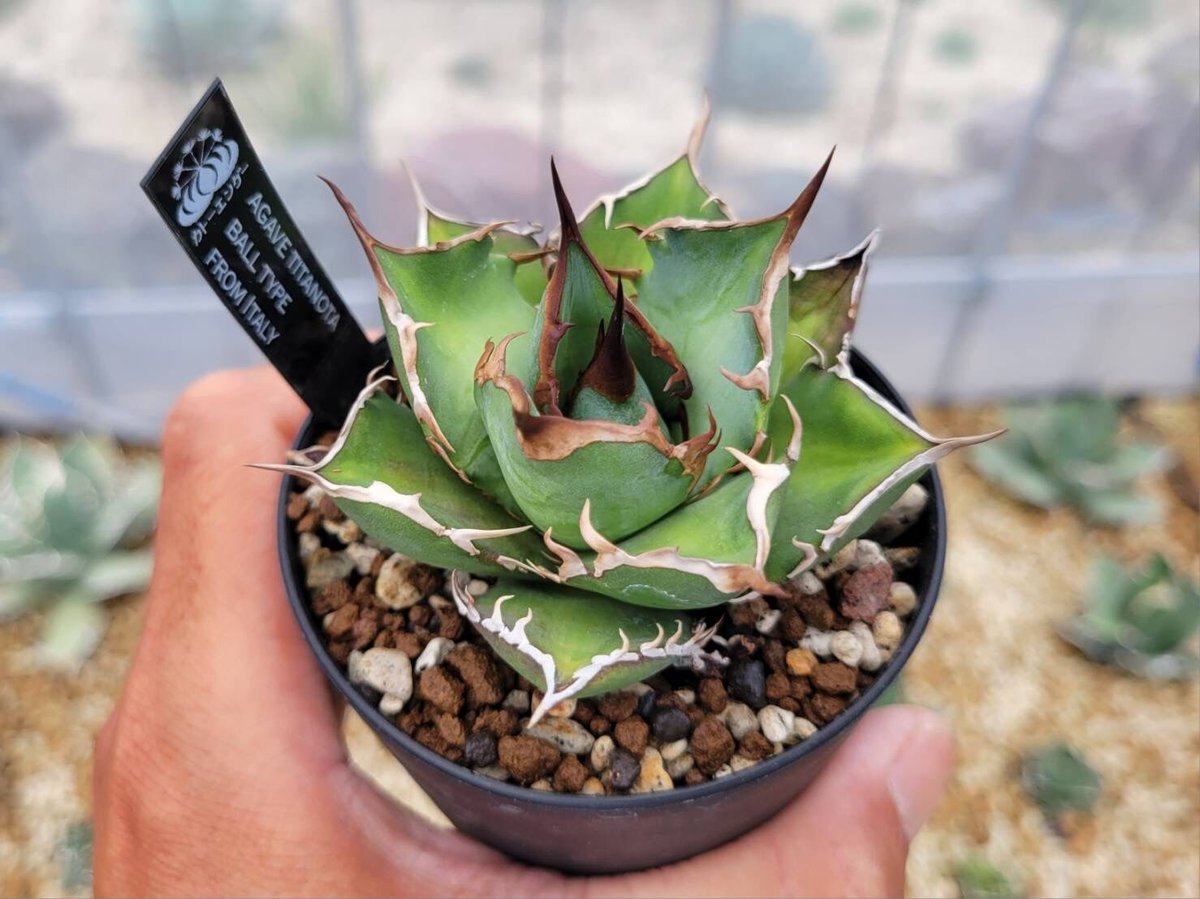 agave titanota ball type from italy | カトーエンゲー agave titanota ball type from italy | カトーエンゲー