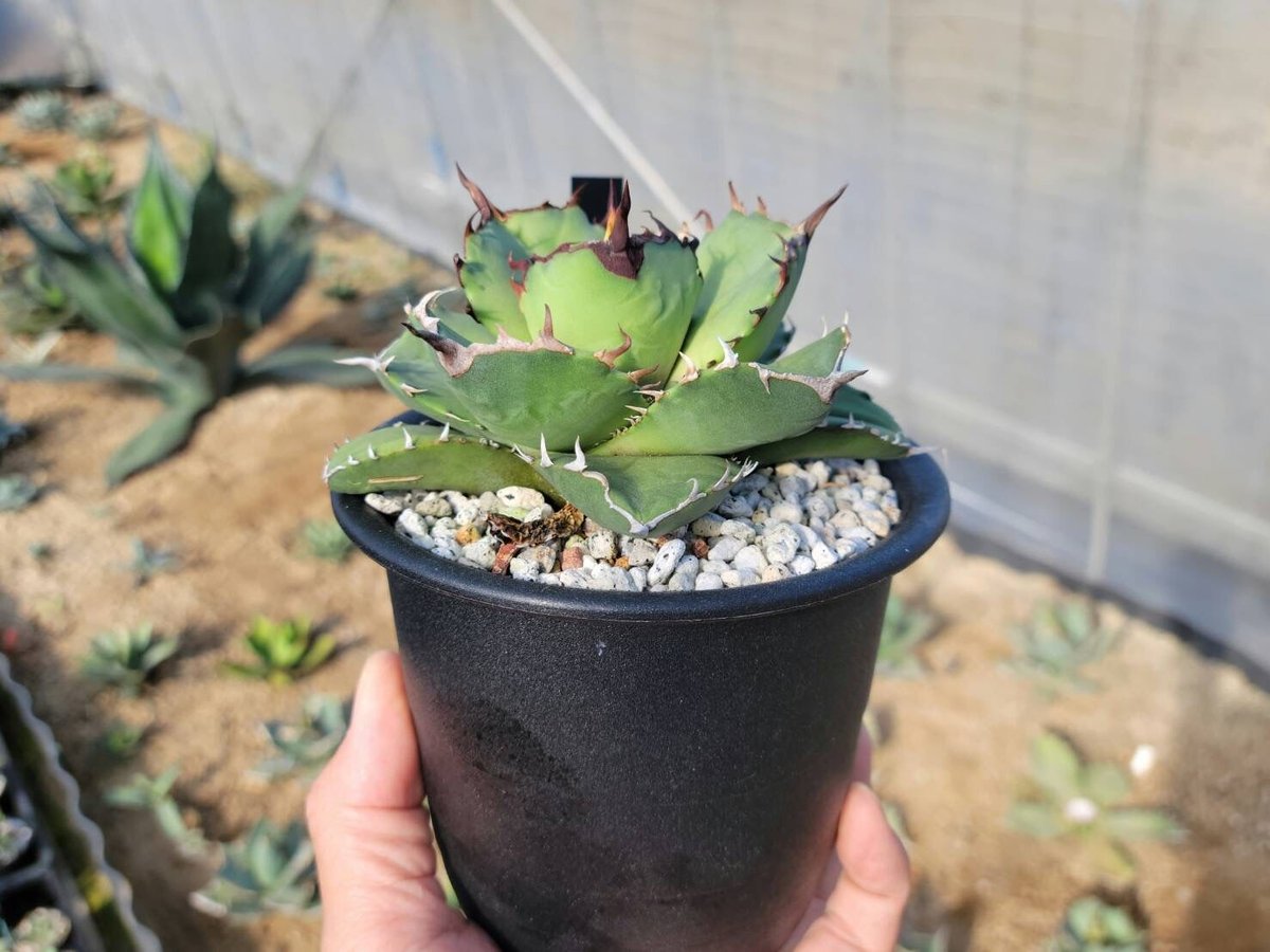 趣 agave titanota fo-076 compacta G.G.② | カトーエンゲー