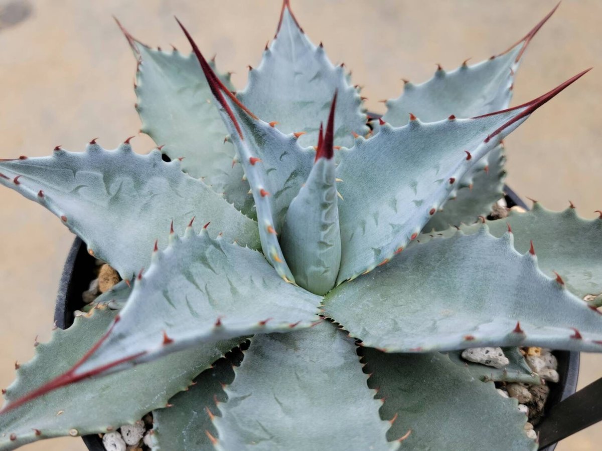 アガベ　ビッグスカイ　希少！！ fit=scale-down,w=1200