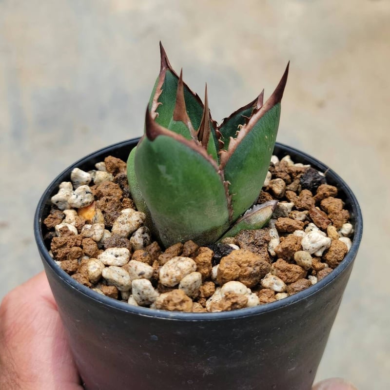 アガベジェスブレイティ中斑 | カトーエンゲー