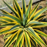 アガベ フランゾシニー | カトーエンゲー