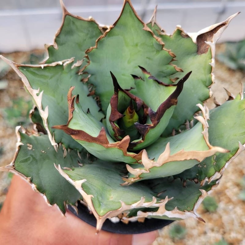 agave titanota 'red venom'子株付き | カトーエンゲー agave titanota 'red venom'子株付き | カトーエンゲー