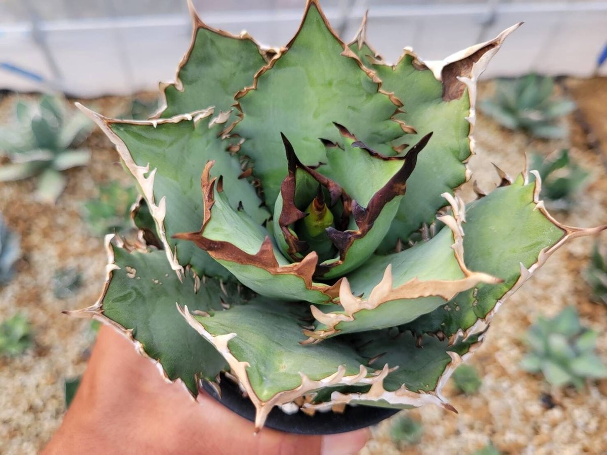 アガベオテロイ Red Venom アガベオテロイ Red Venom アガベオテロイ Red Venom