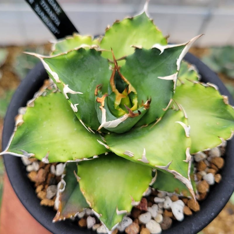 agave titanota 'sunburst'① | カトーエンゲー agave titanota 'sunburst'① | カトーエンゲー